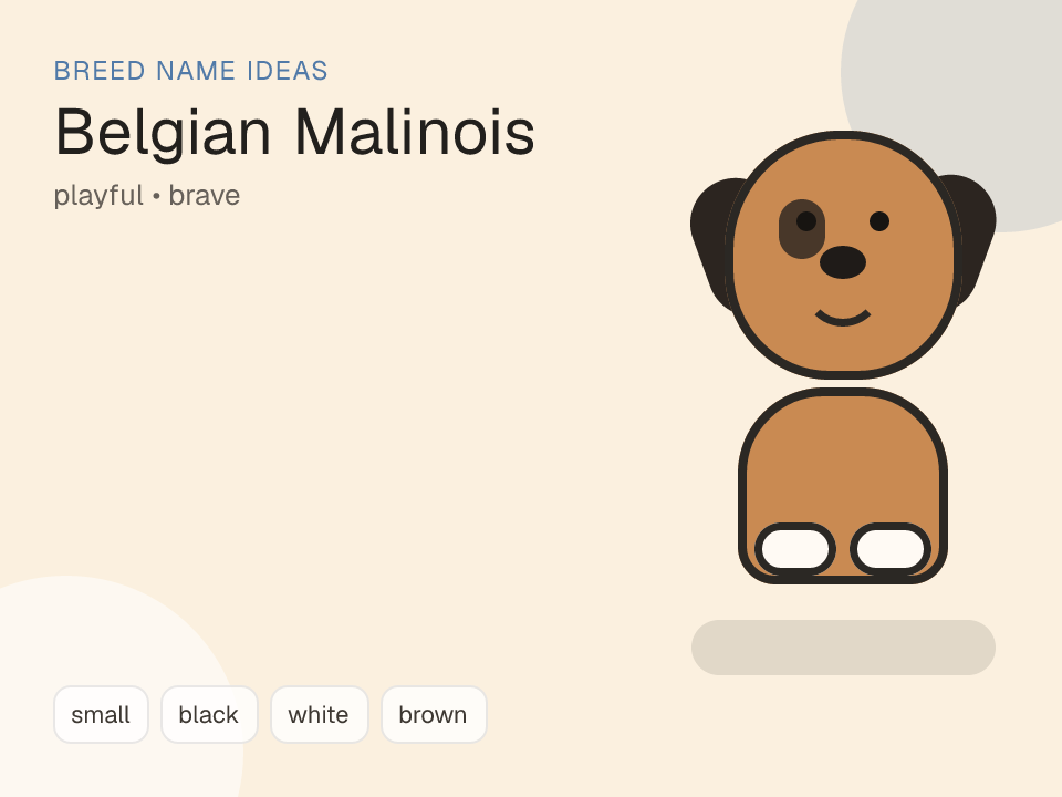 Belgian Malinois dog name generator visual