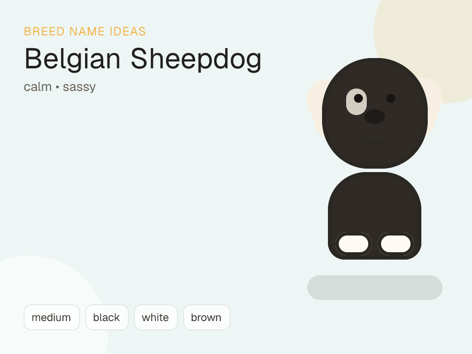 Belgian Sheepdog dog name generator visual