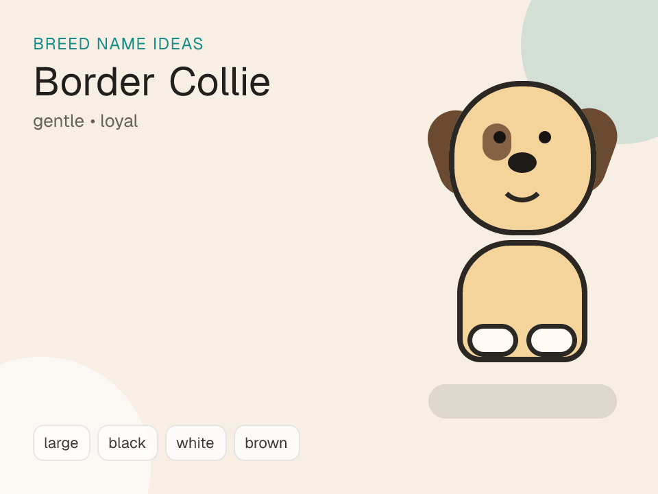Border Collie dog name generator visual
