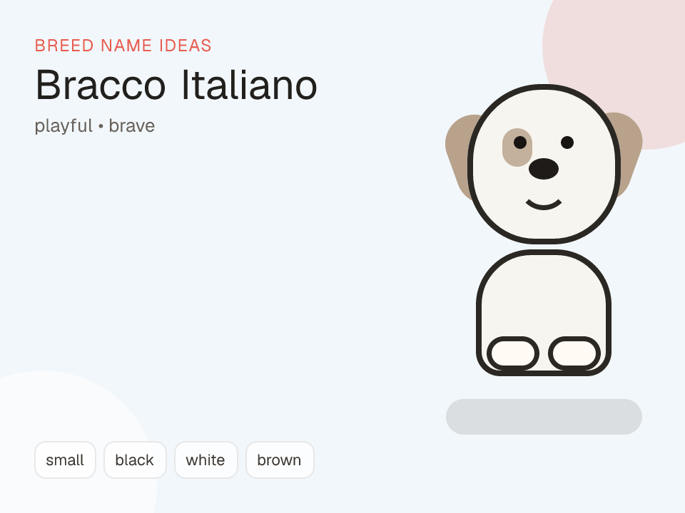 Bracco Italiano dog name generator visual