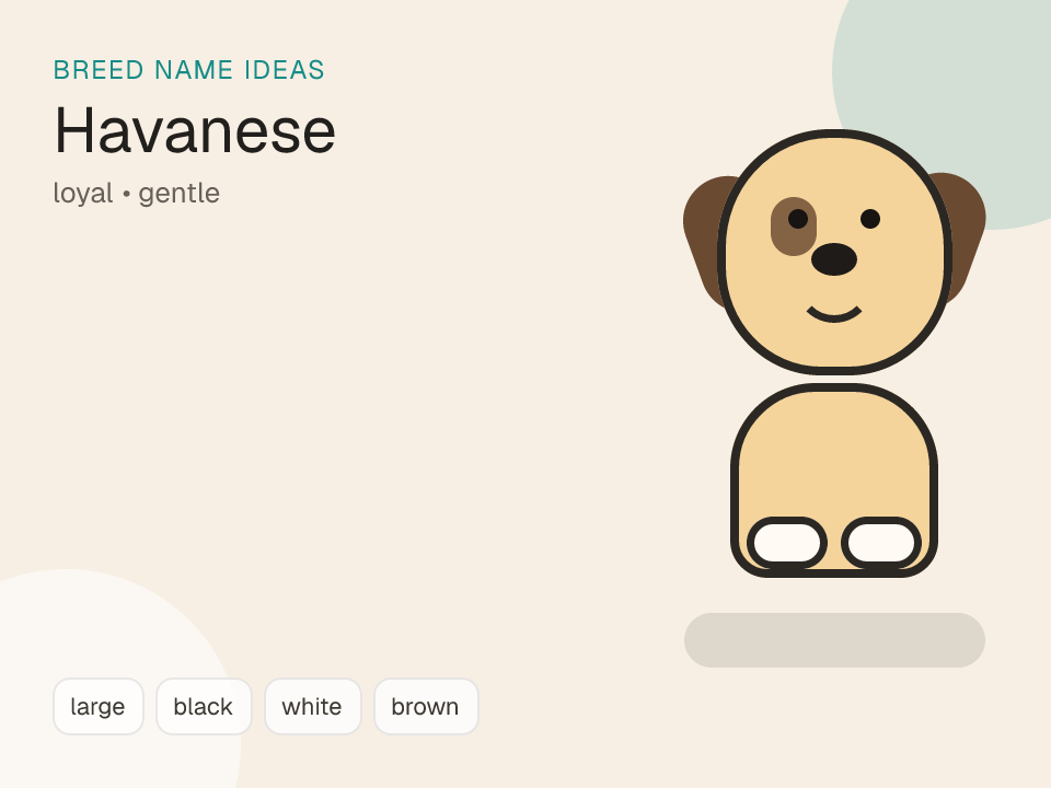 Havanese dog name generator visual